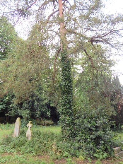 tree with ivy