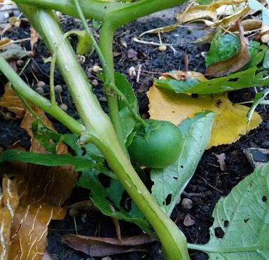 potatofruit